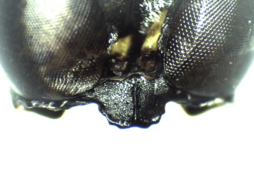 Réf. 306 211 : Ectemnius continuus punctatus